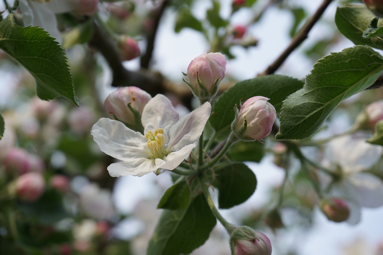 apple tree blossom spring nature free photo