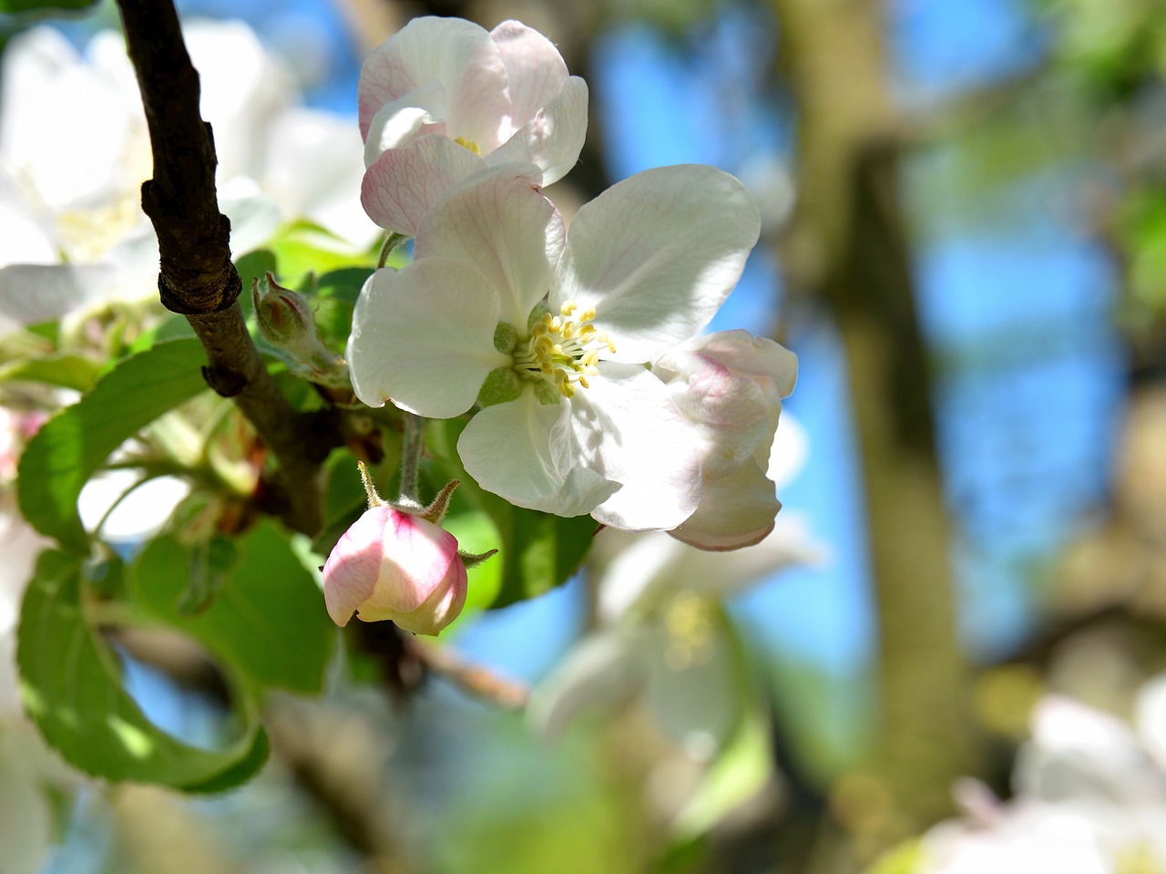 apple tree blossom blossom bloom free photo