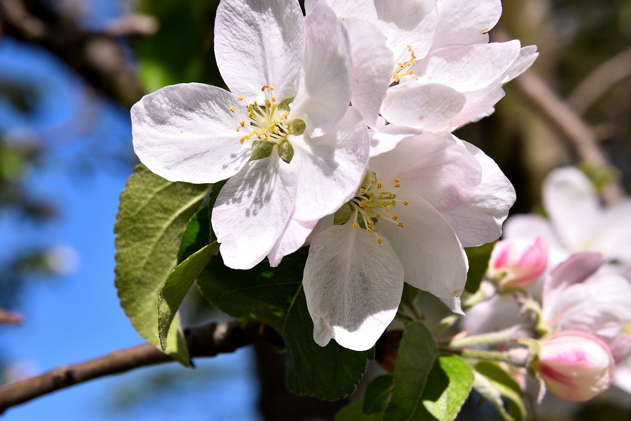 apple tree blossom blossom bloom free photo