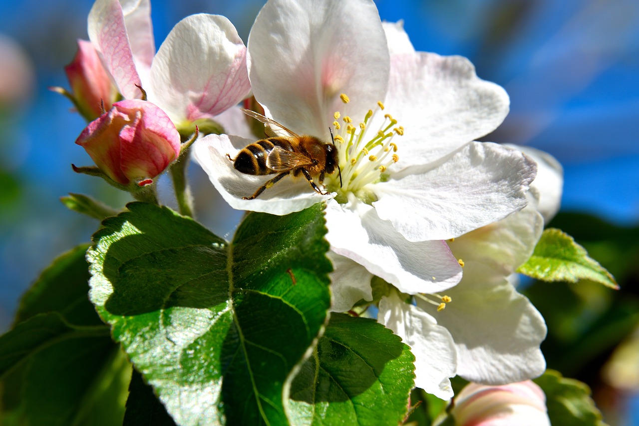 apple tree blossom bee insect free photo