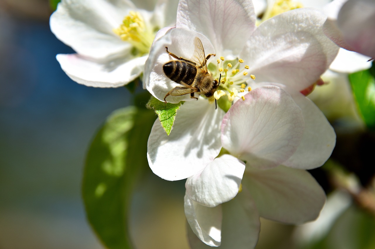 apple tree blossom bee insect free photo