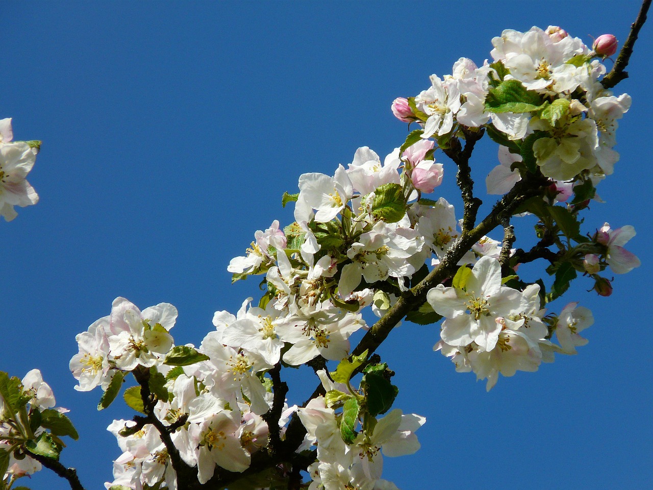 apple tree blossom apple blossom blossom free photo