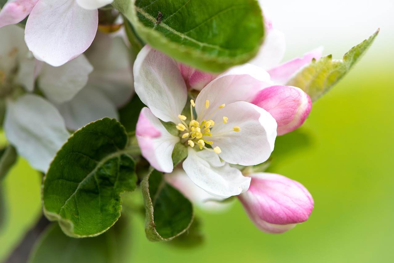 apple tree blossom  blossom  bloom free photo