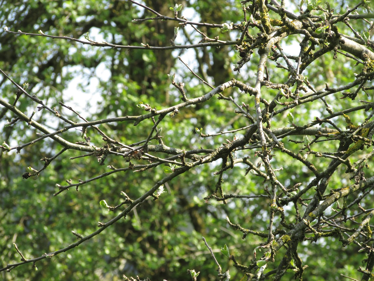 apple tree branches aesthetic dry branches on the tree free photo