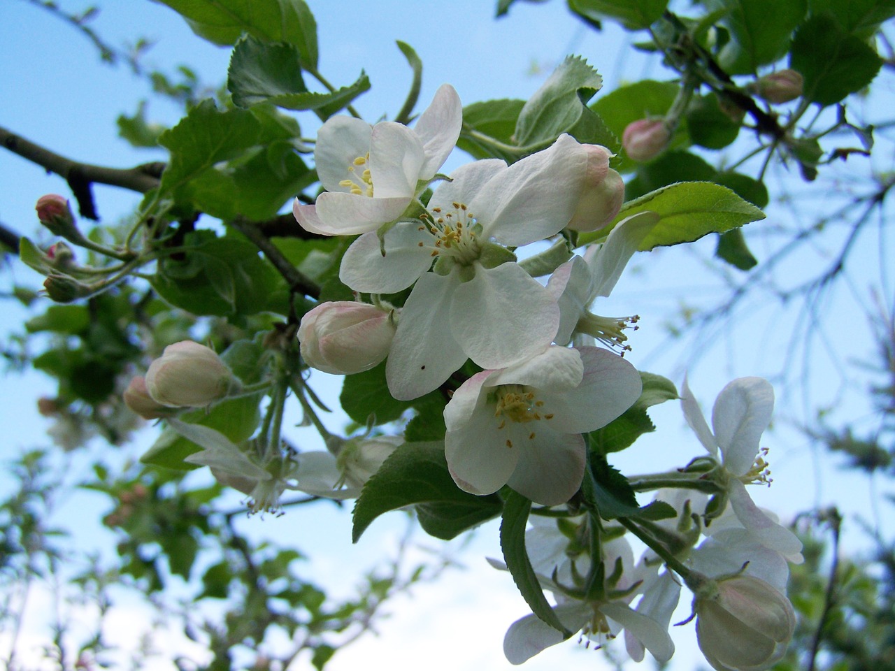 apple tree flower fruit trees in bloom spring free photo