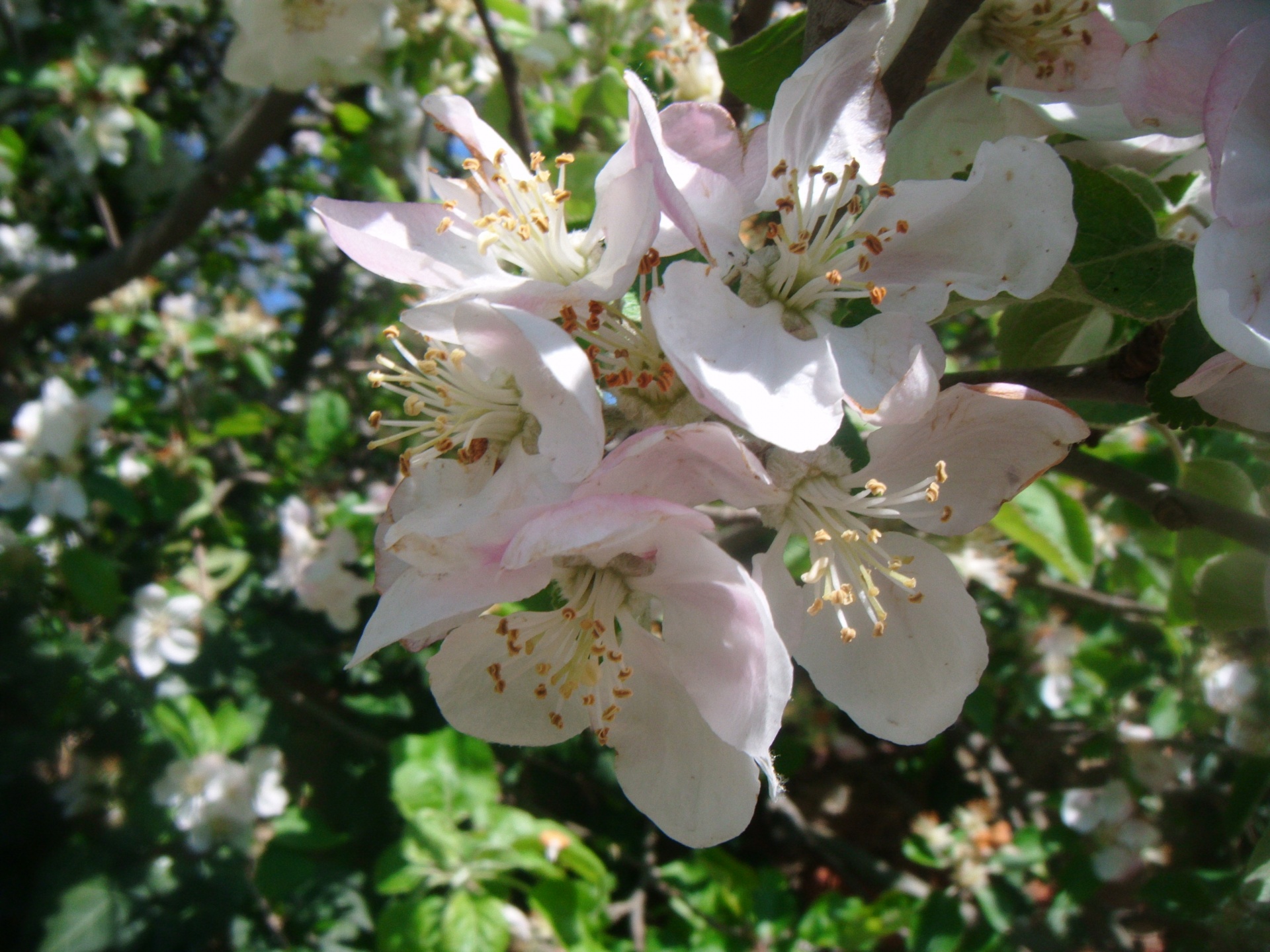 spring apple tree free photo