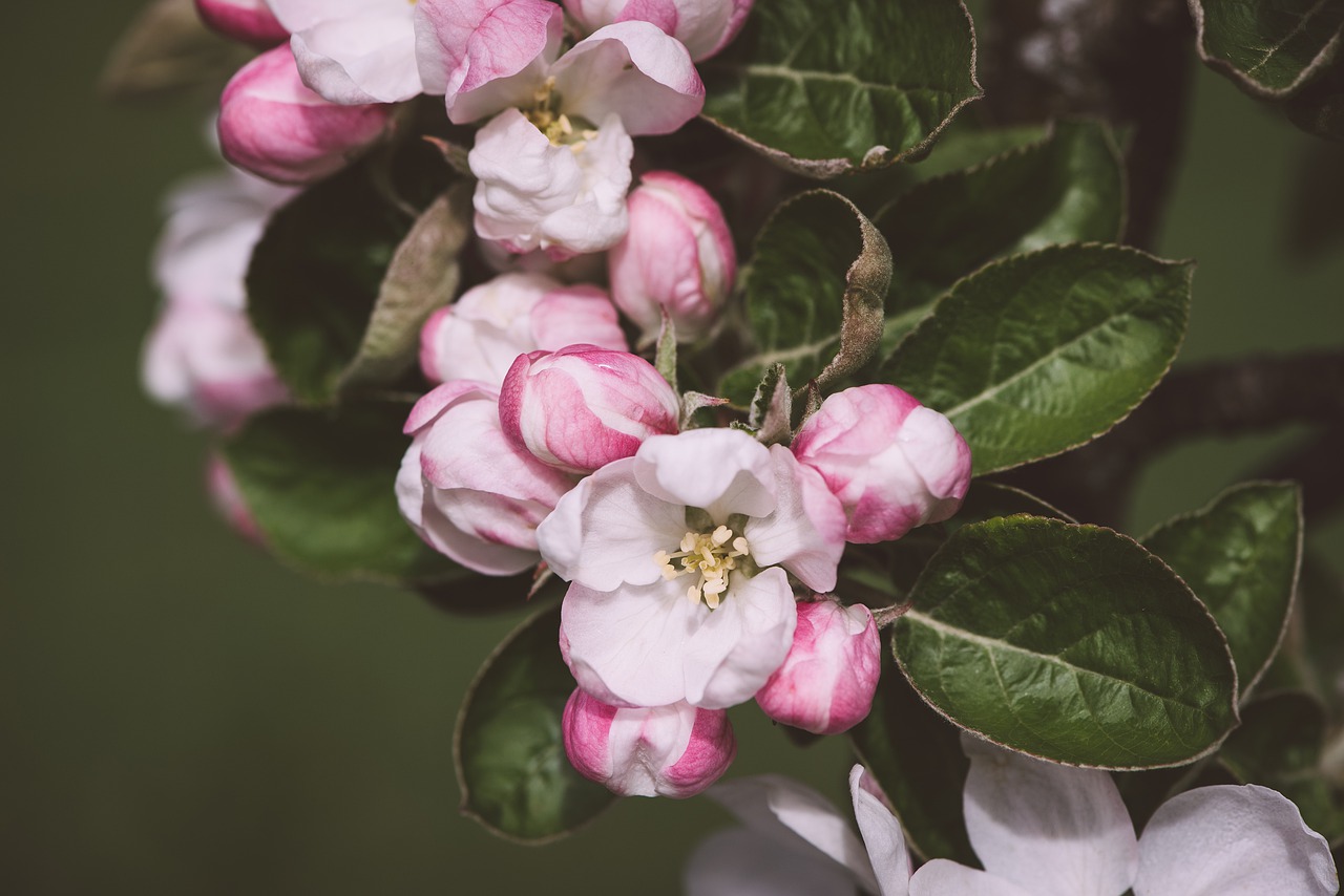 apple tree flowers  flowers  white free photo