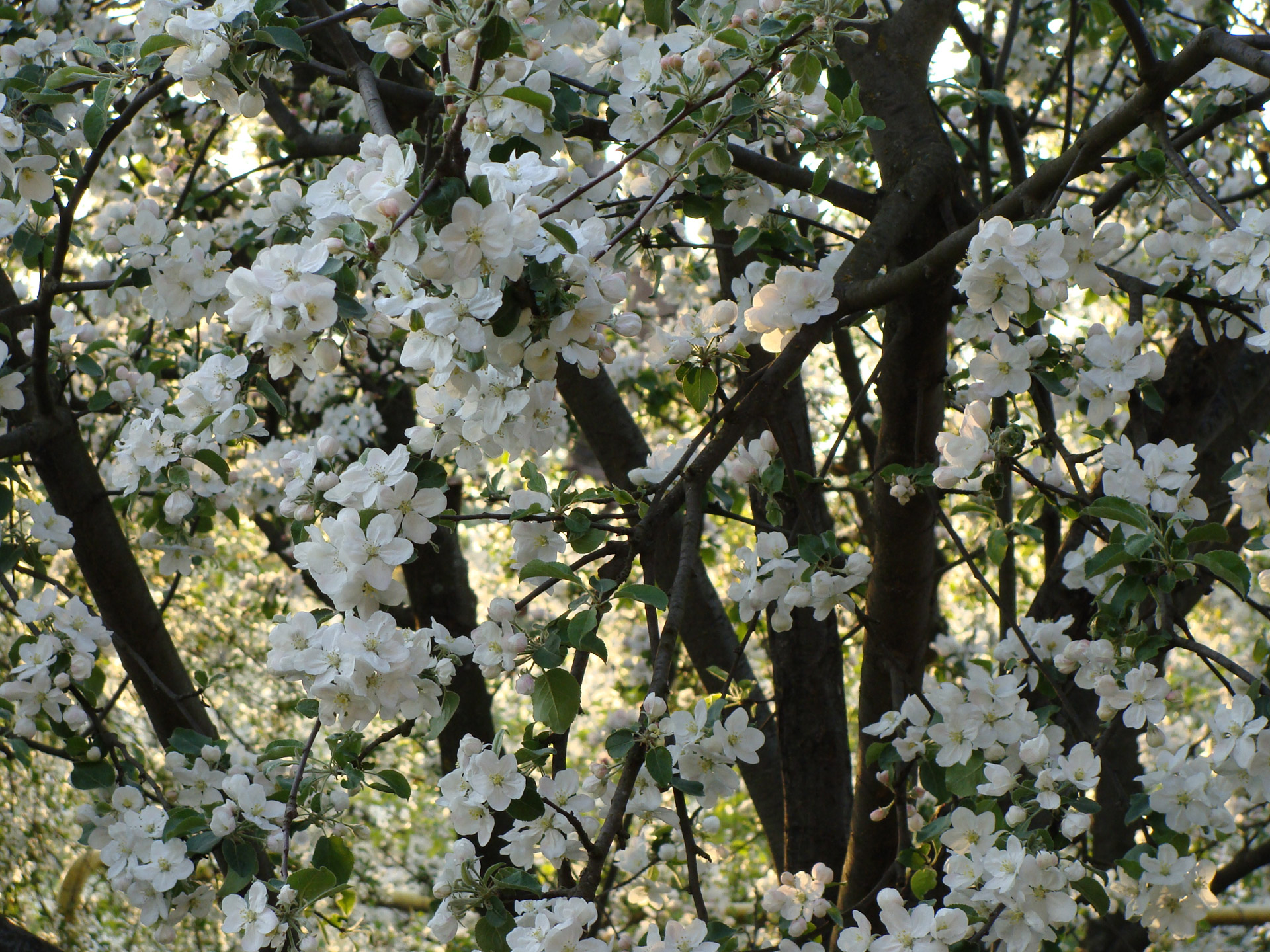 apple tree bloom apple tree free photo