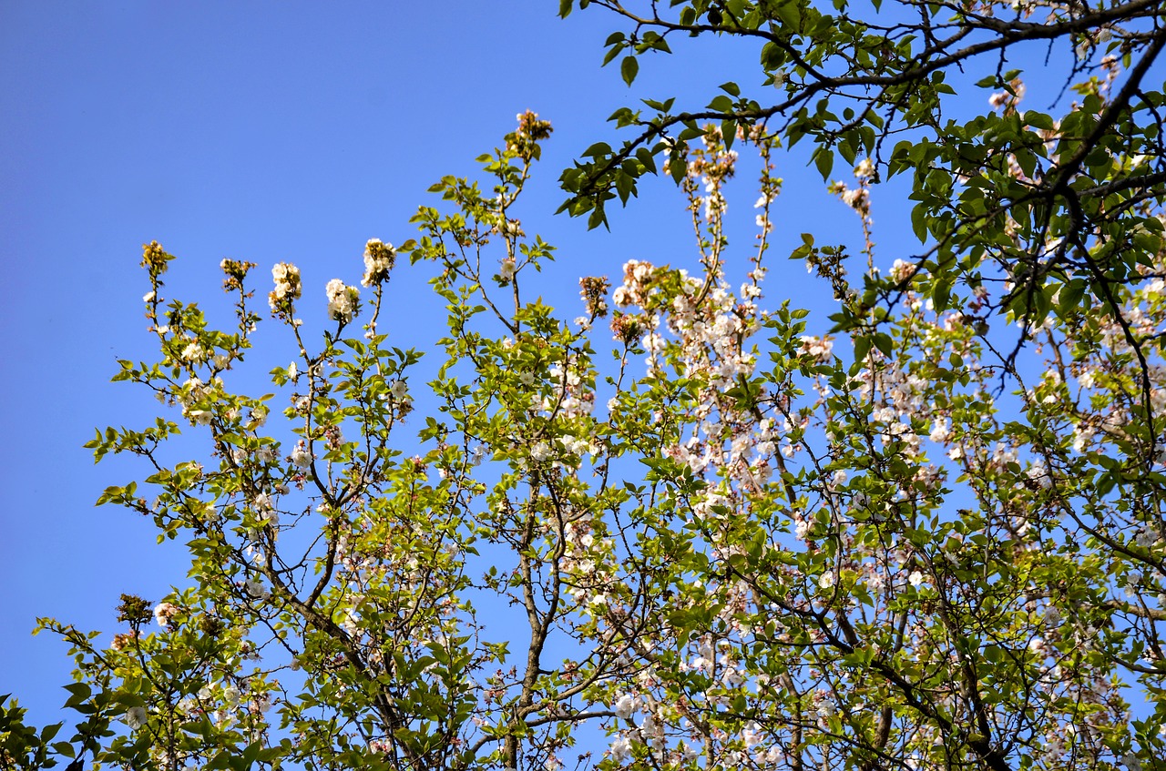 apple trees  blue sky  sky free photo