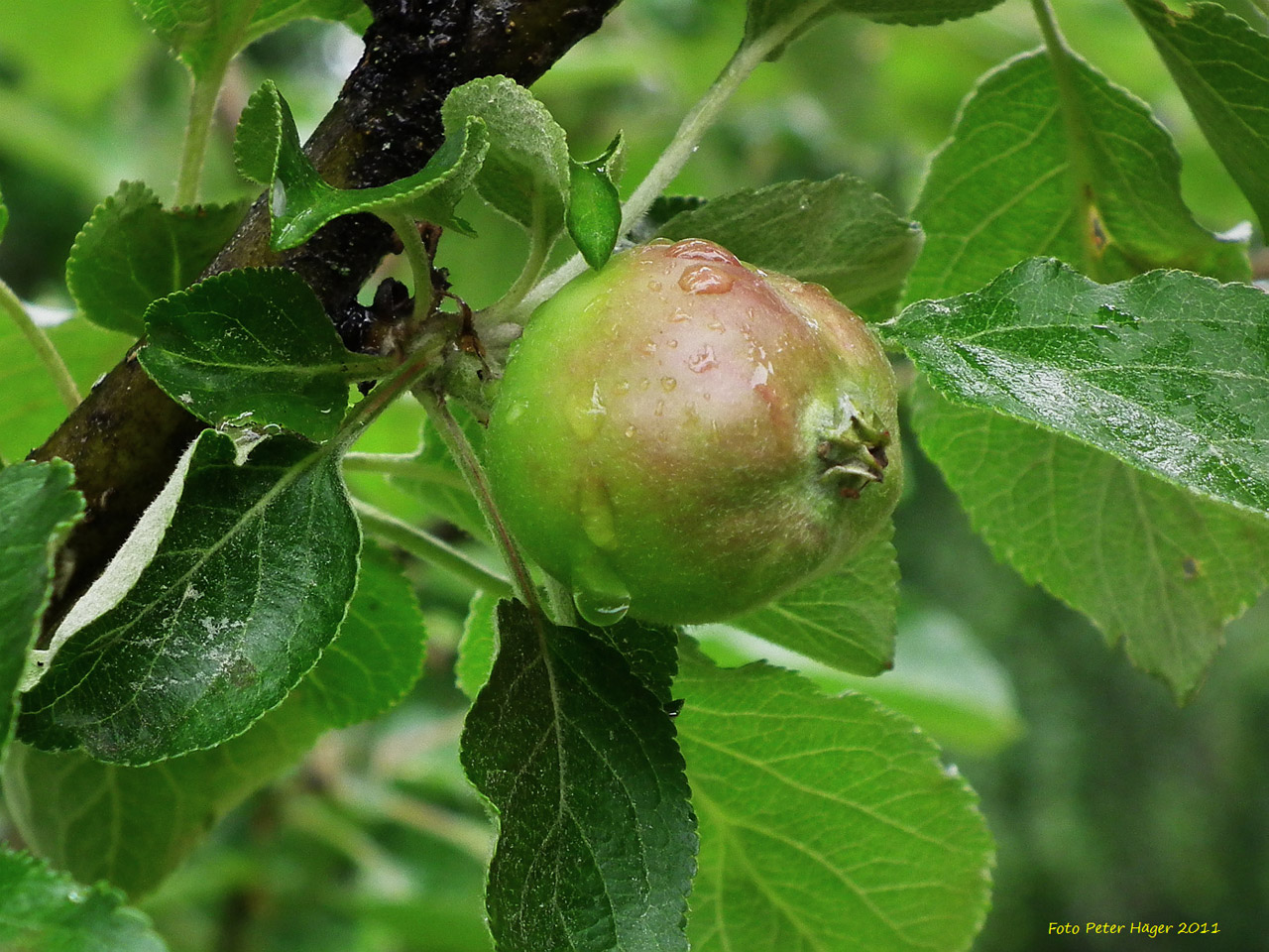 young apple apple free photo