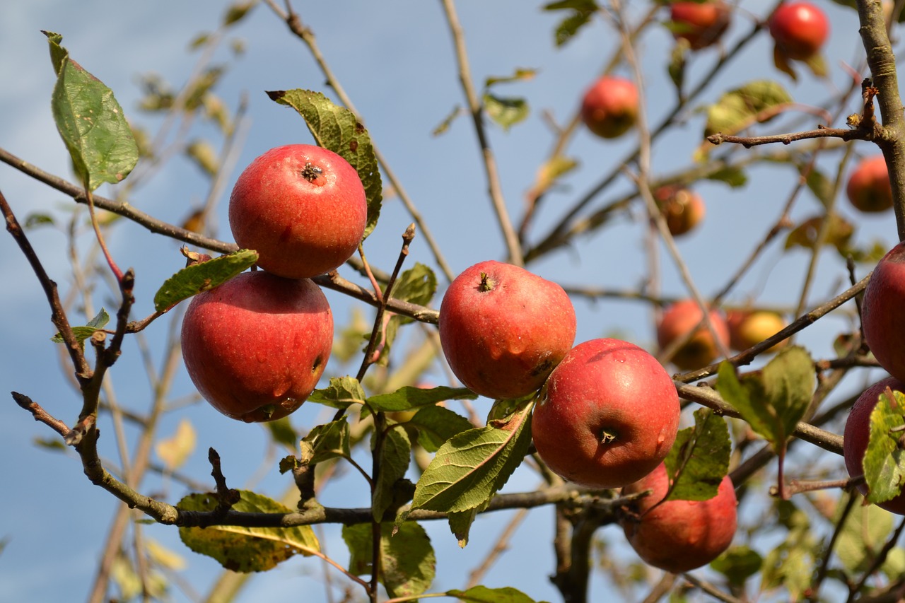 apples fruit autumn free photo