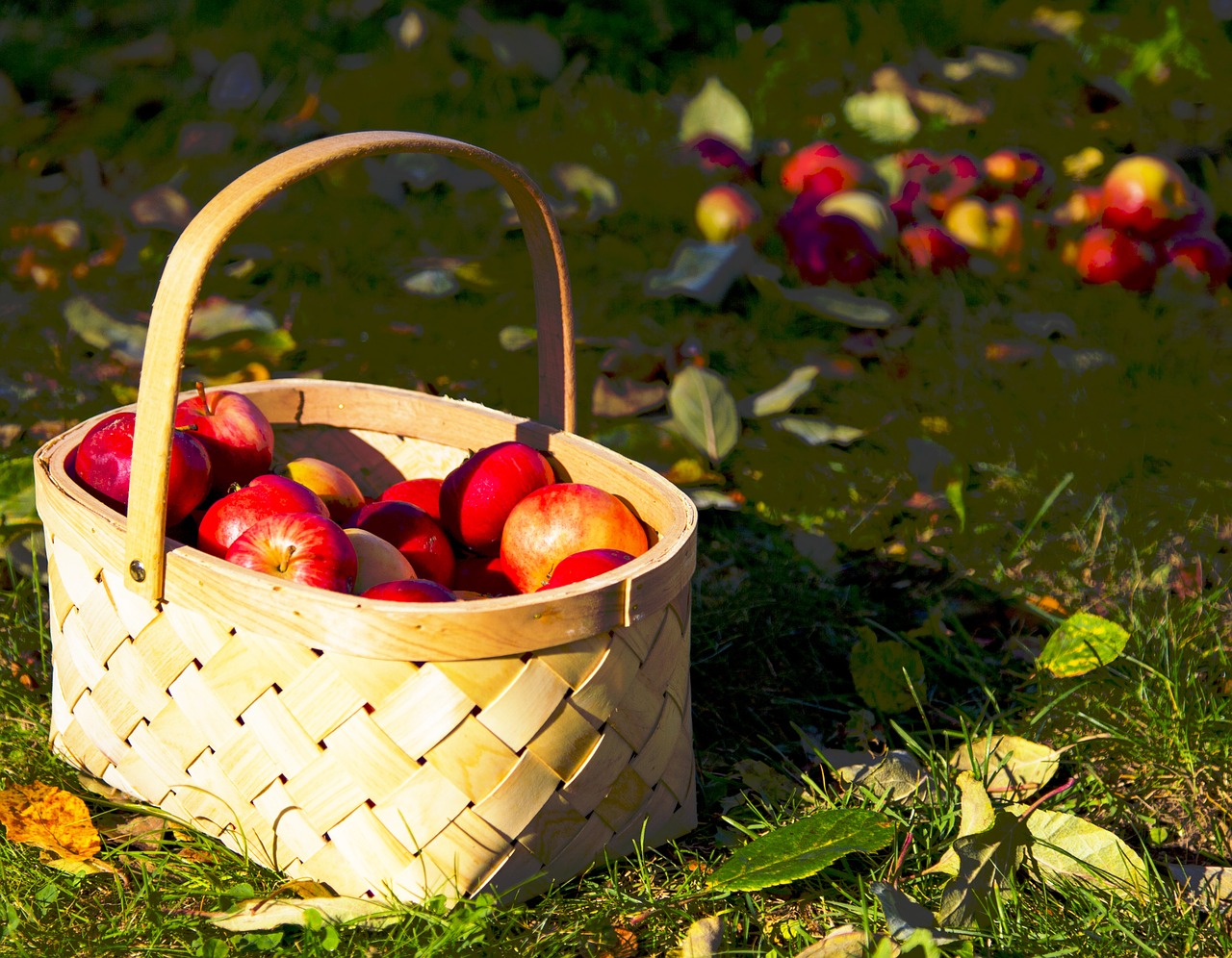 apples cart autumn free photo