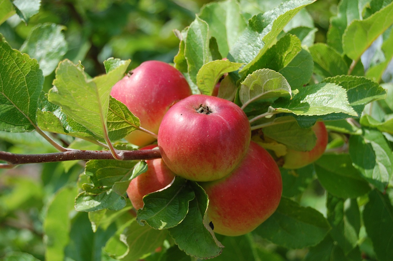 apples fruit fruit trees free photo