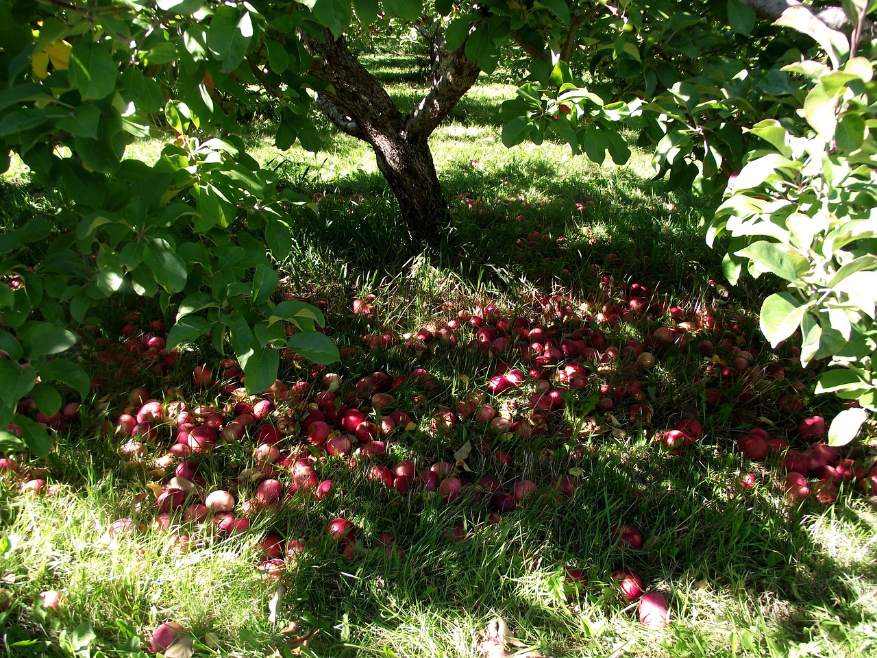 apples nature tree free photo
