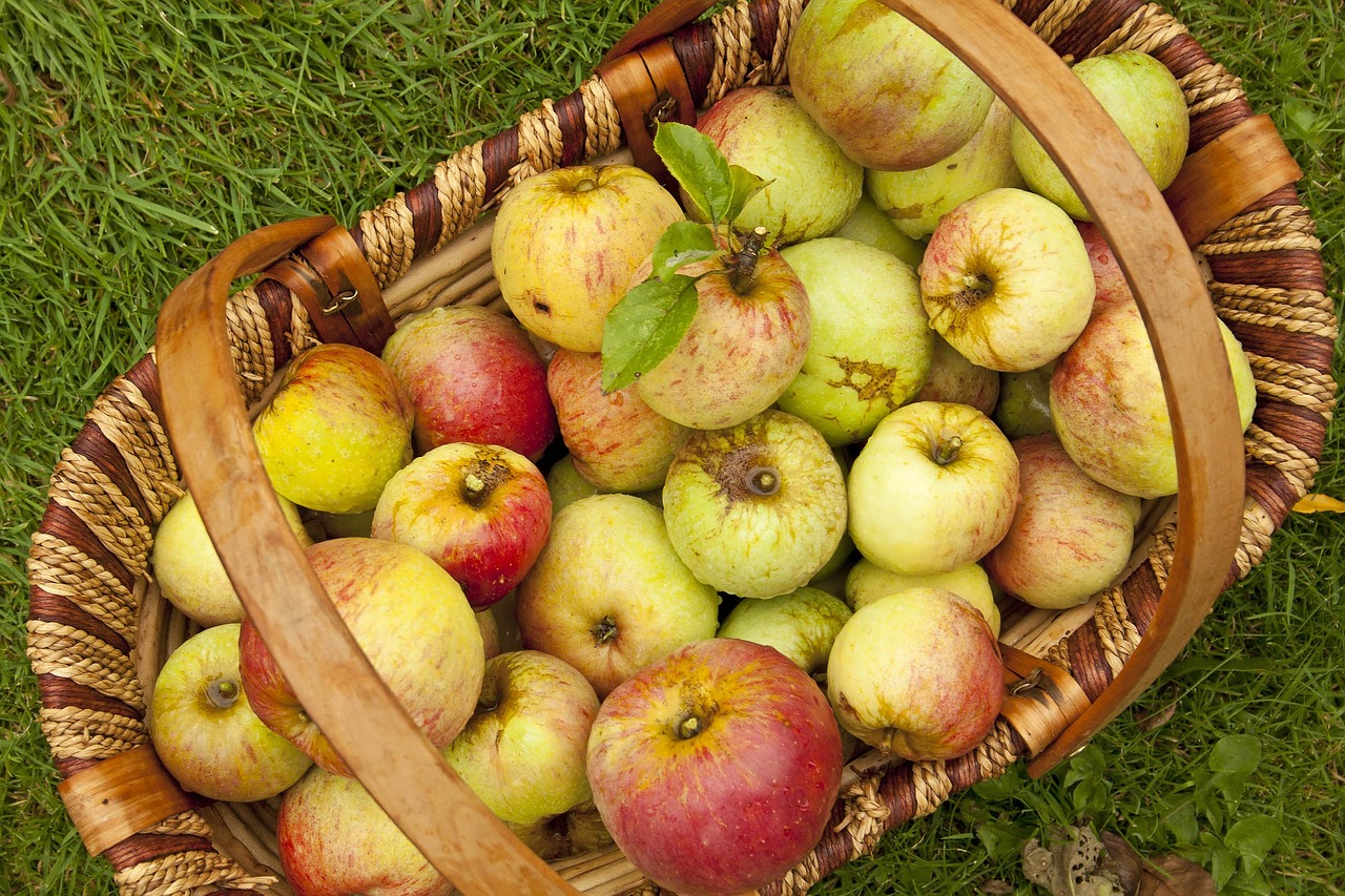 apples english apples harvest free photo