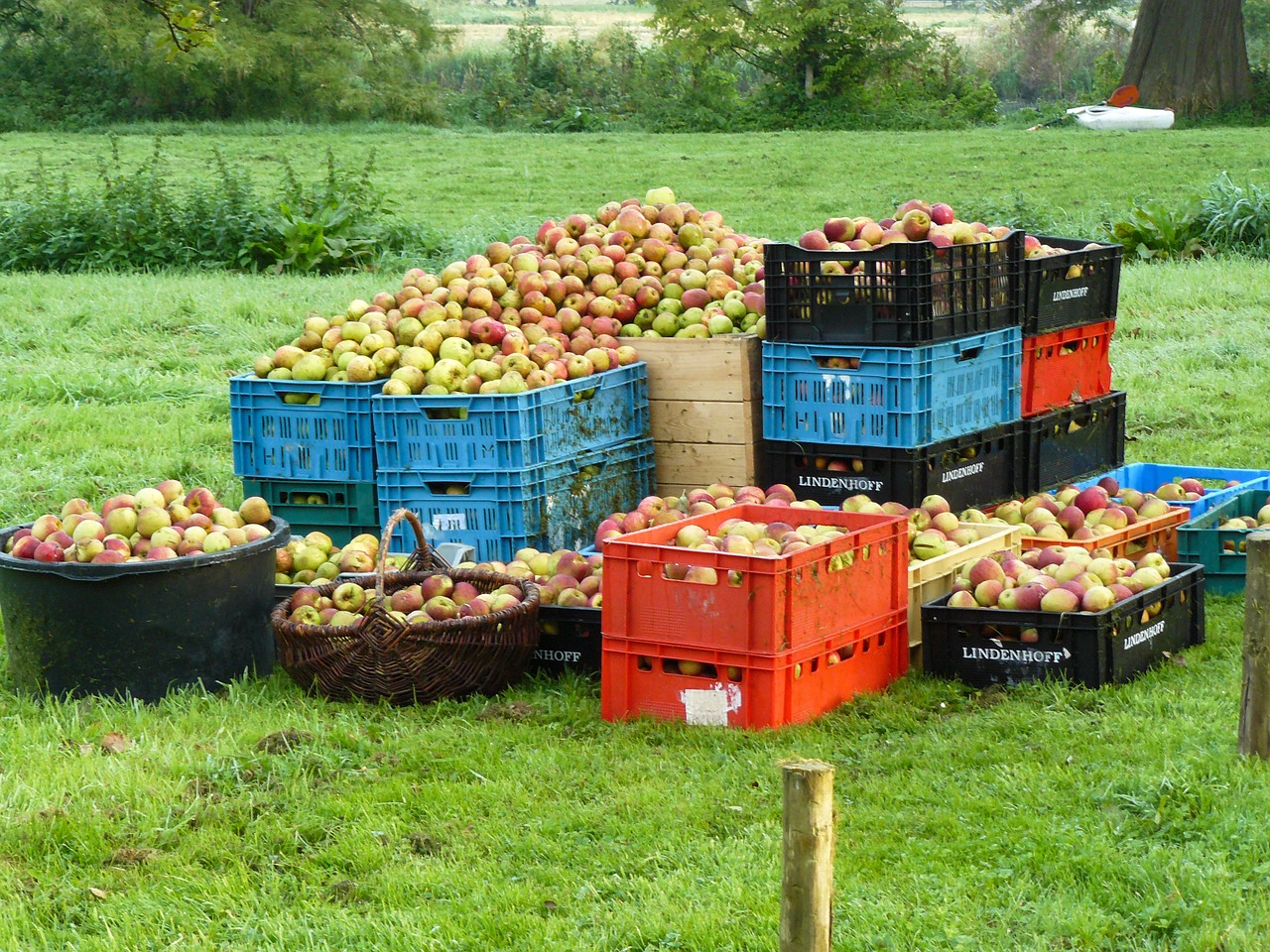 apples grass harvest free photo