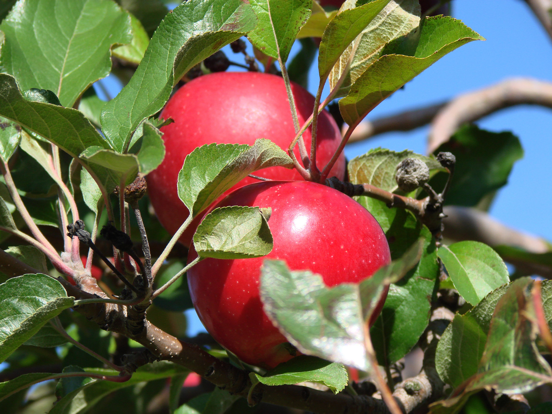 apples farm michigan free photo