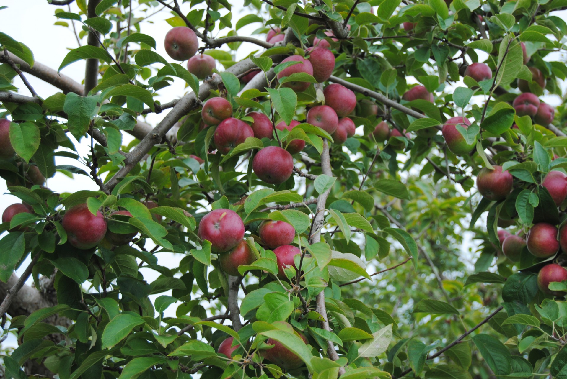 apples apple tree free photo