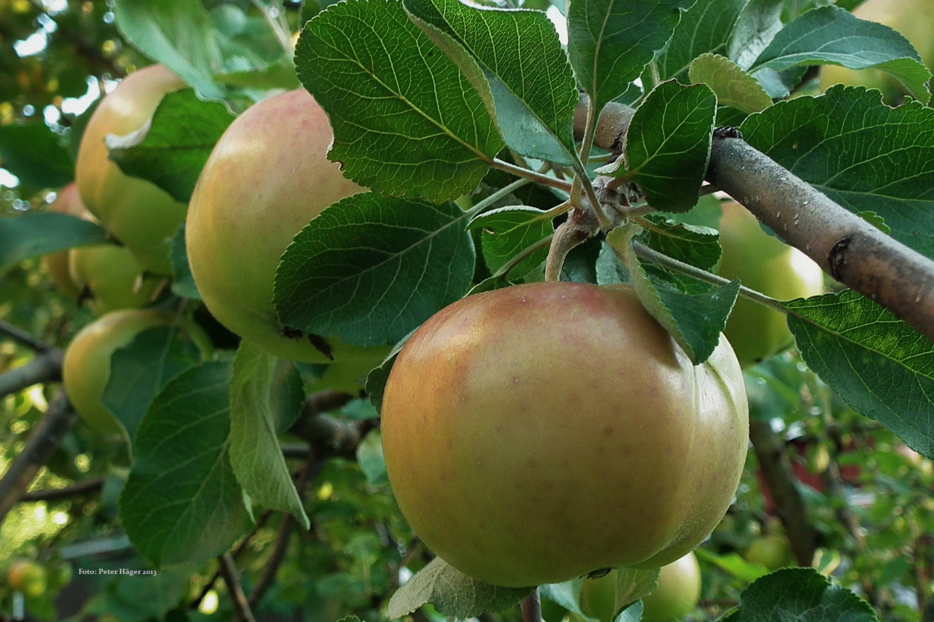 apple tree apple free photo