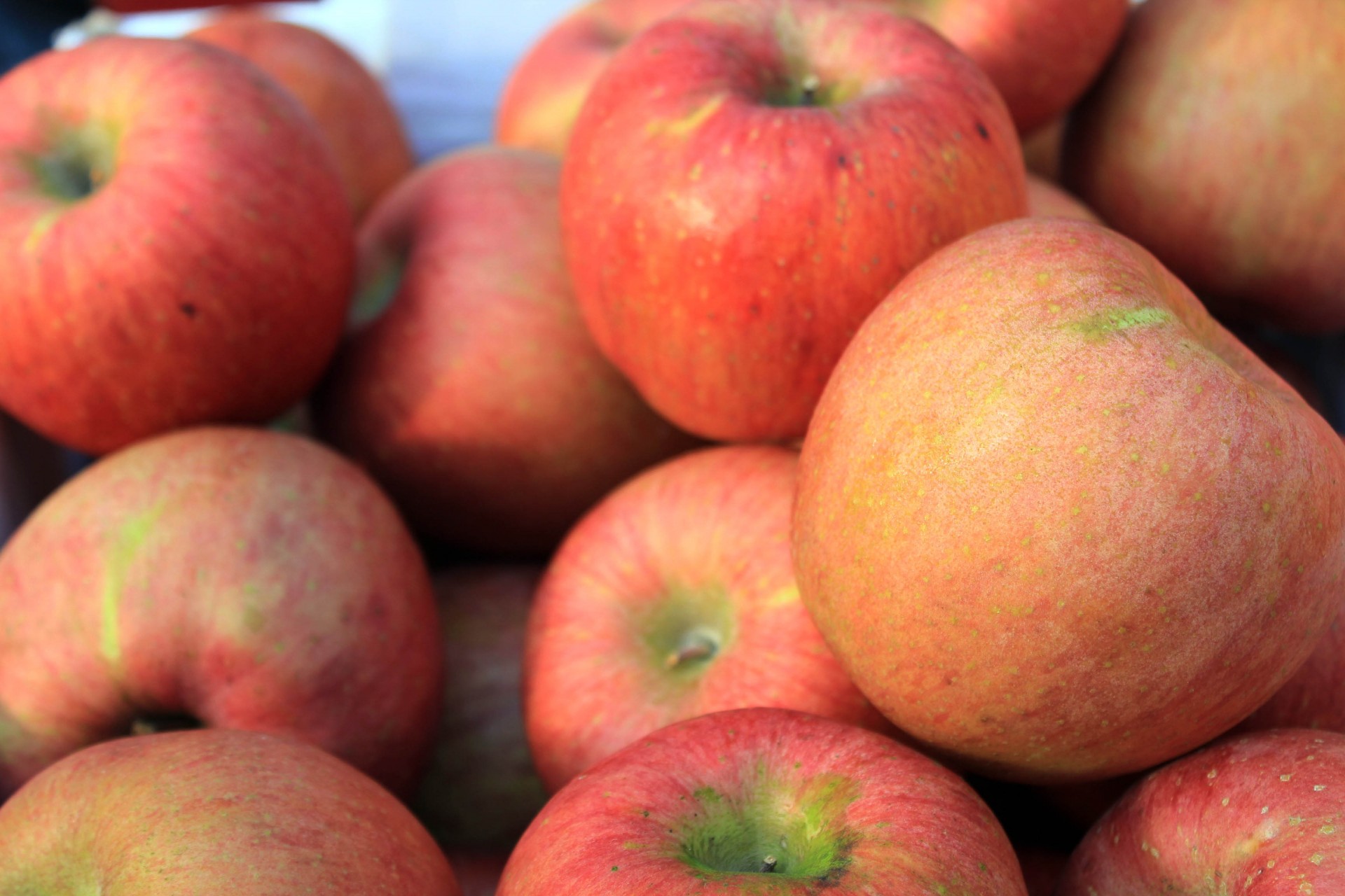 apples fruits fruit free photo
