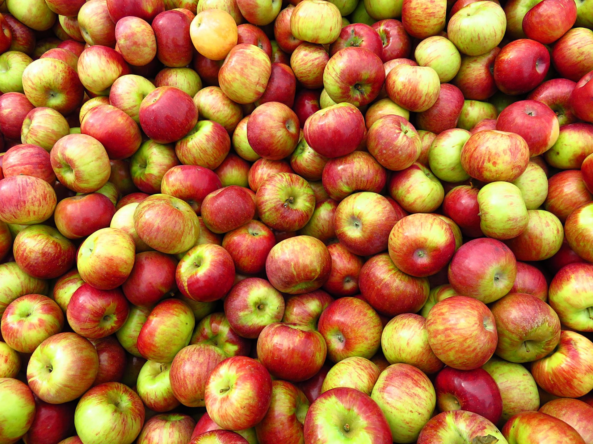apple apples fruit free photo