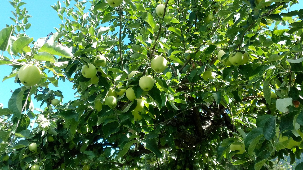 apples harvest fruit free photo