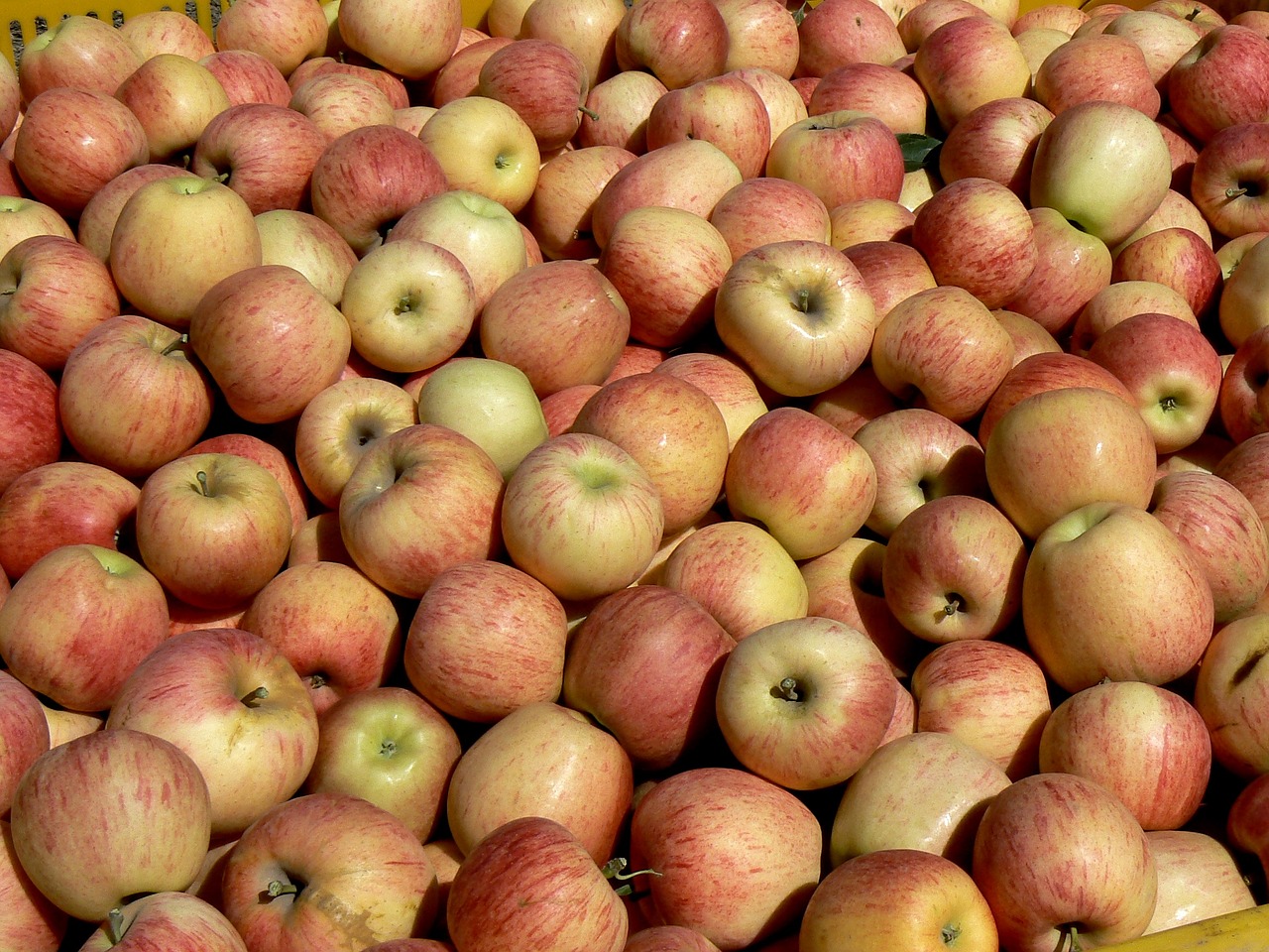 apples harvest black river free photo