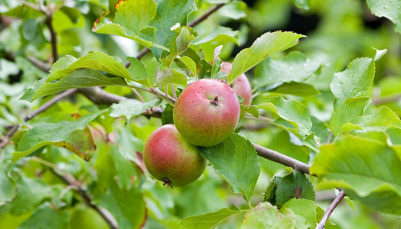 apples apple fresh free photo