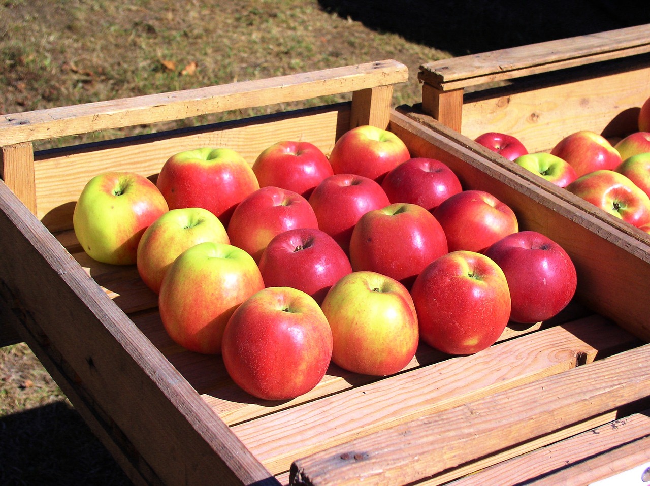 apples fruit apple free photo