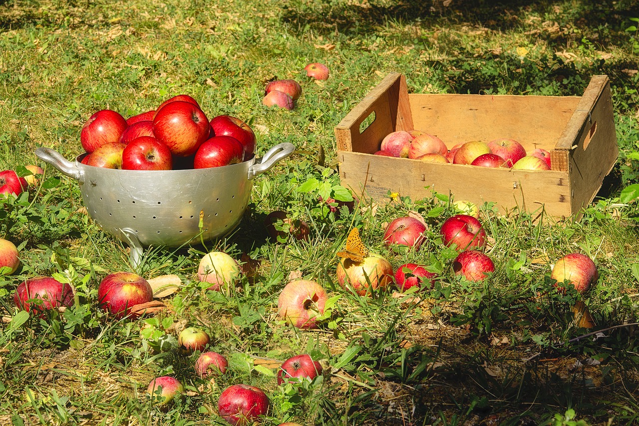 apples fruit collection free photo