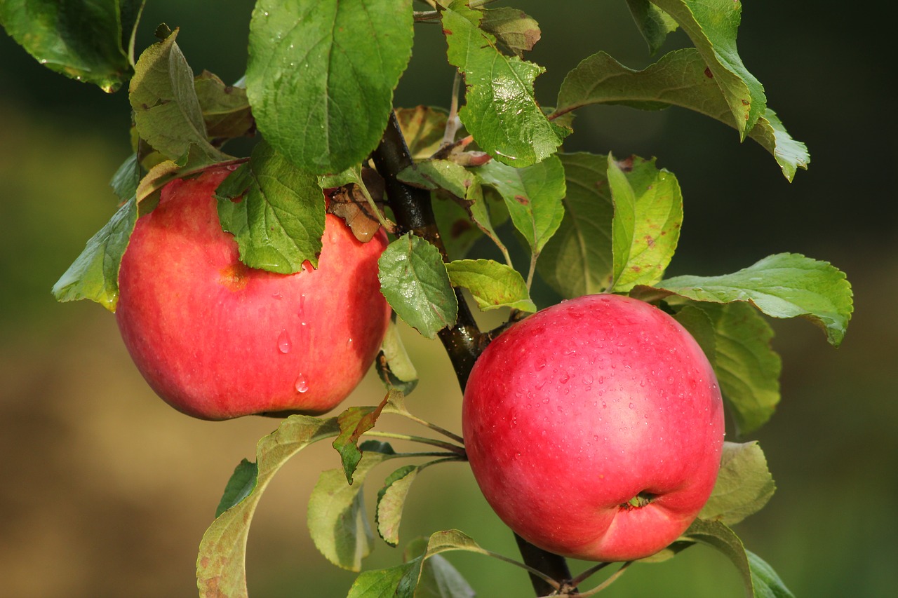 apples food ripe free photo