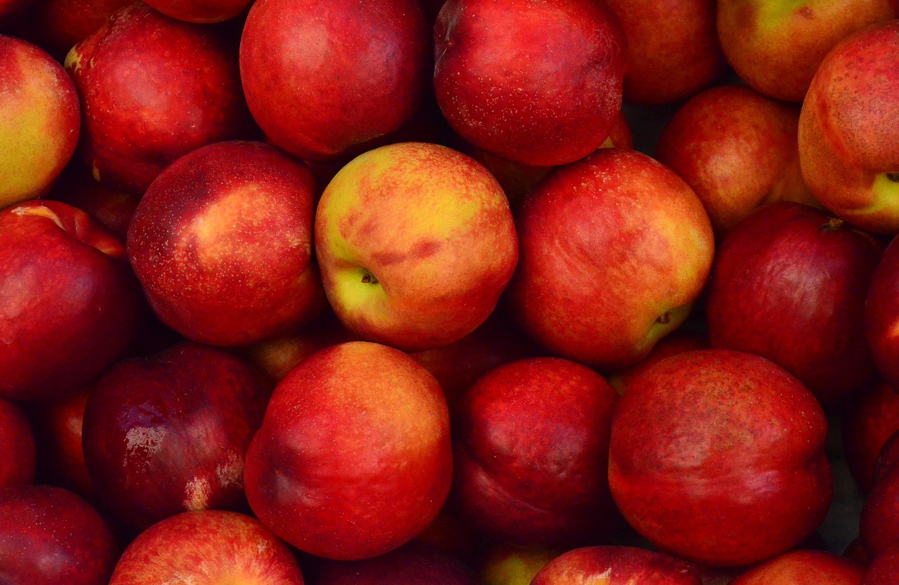 apples close-up food free photo