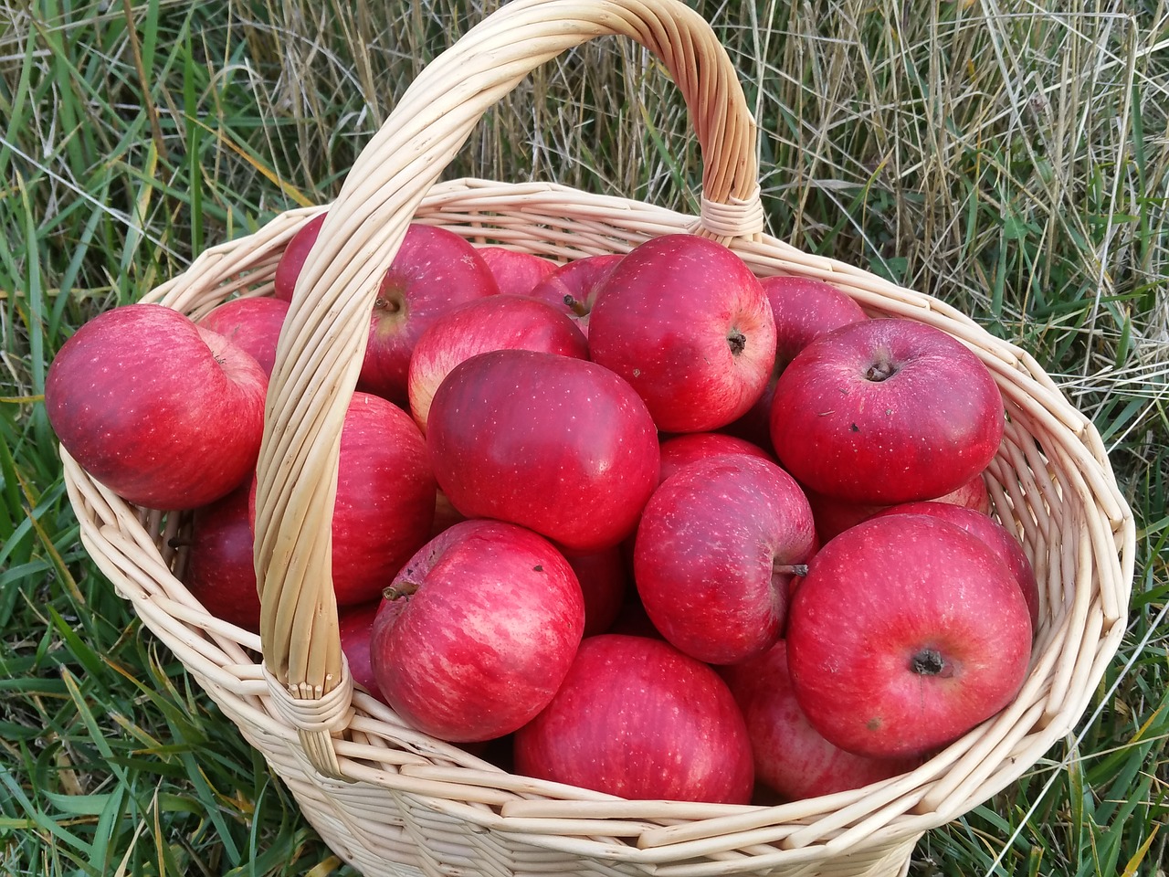 apples fruit red free photo
