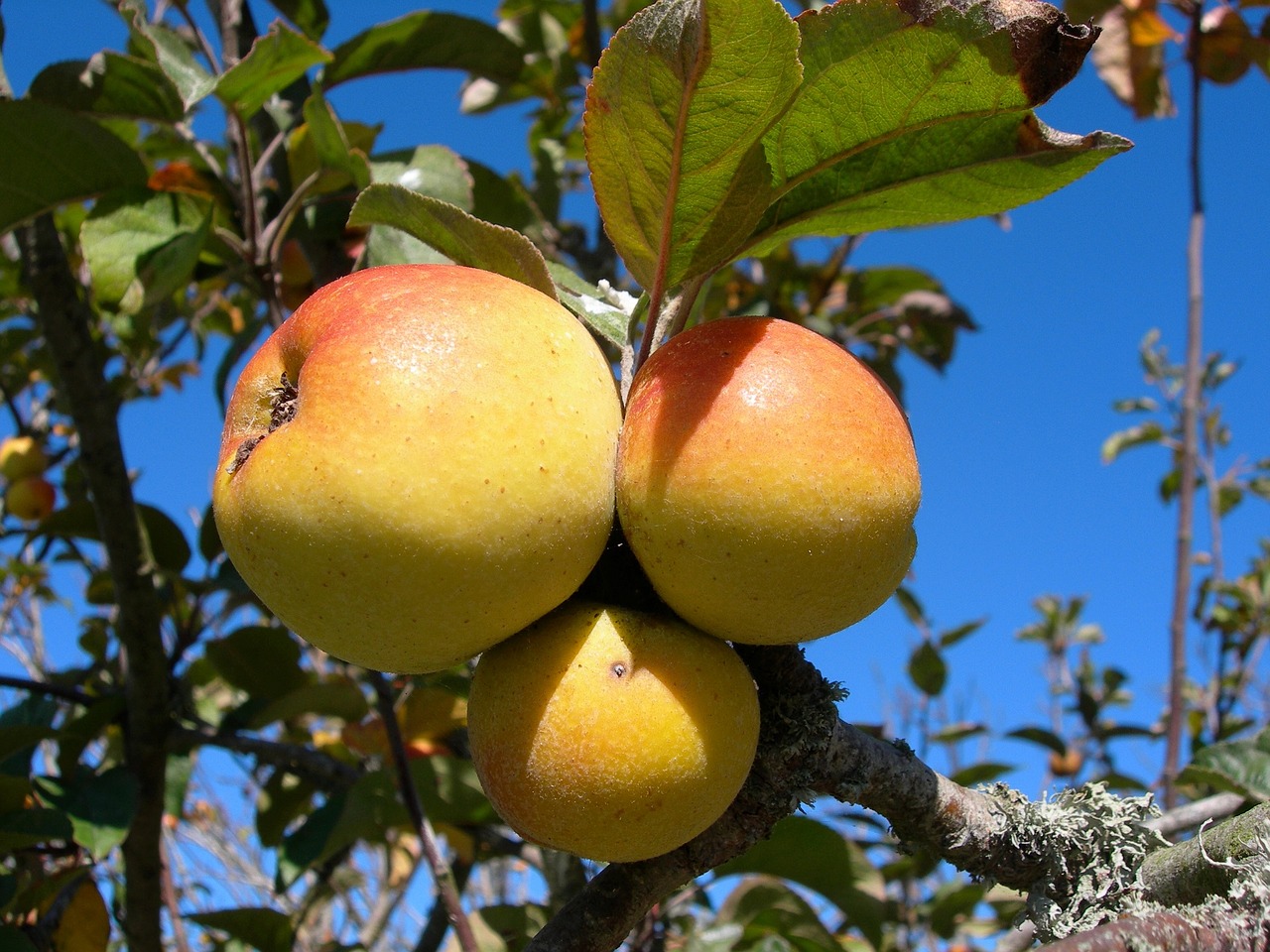 apples growing fruit free photo
