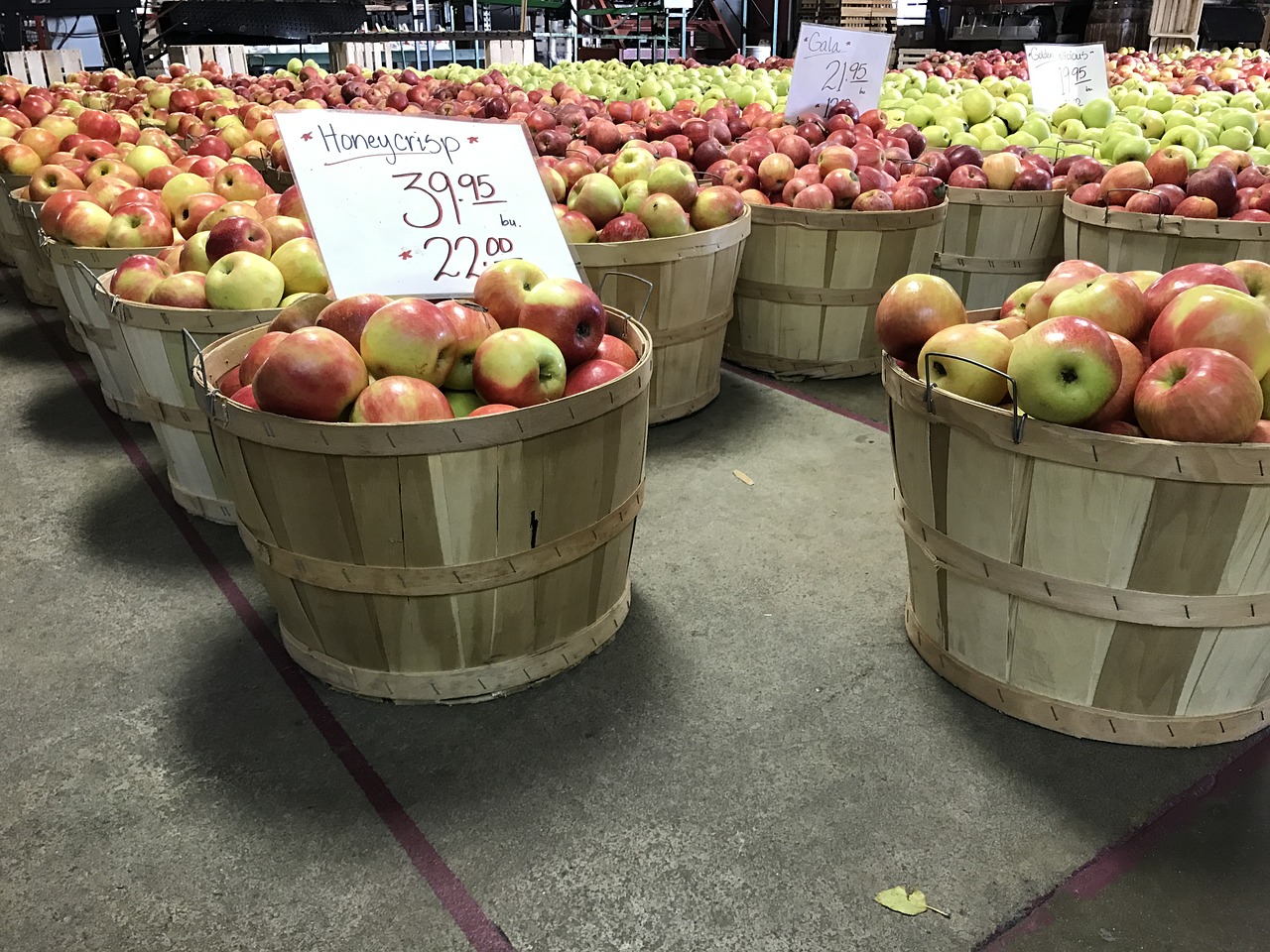 apples harvest food free photo