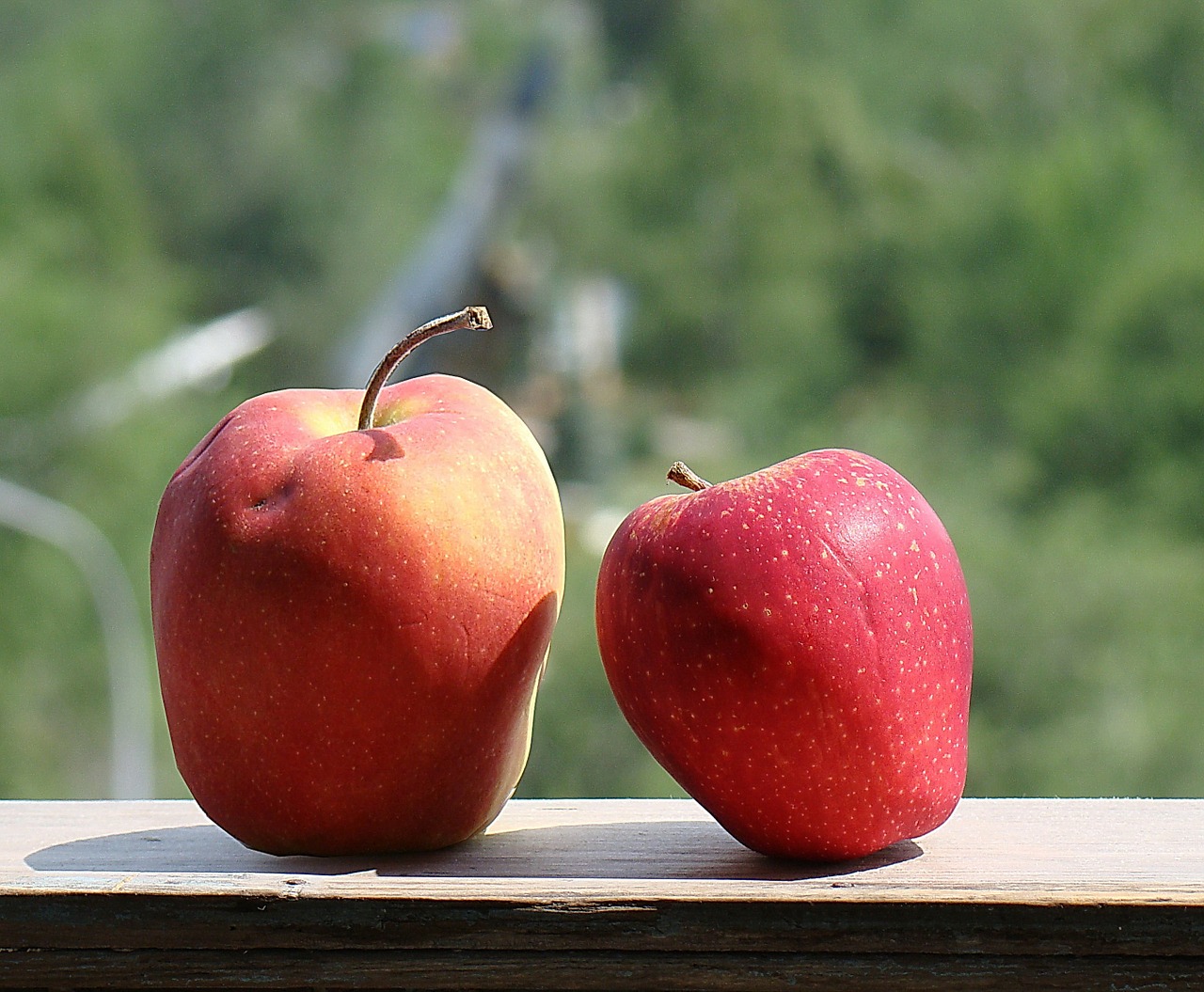 apples red beautiful free photo