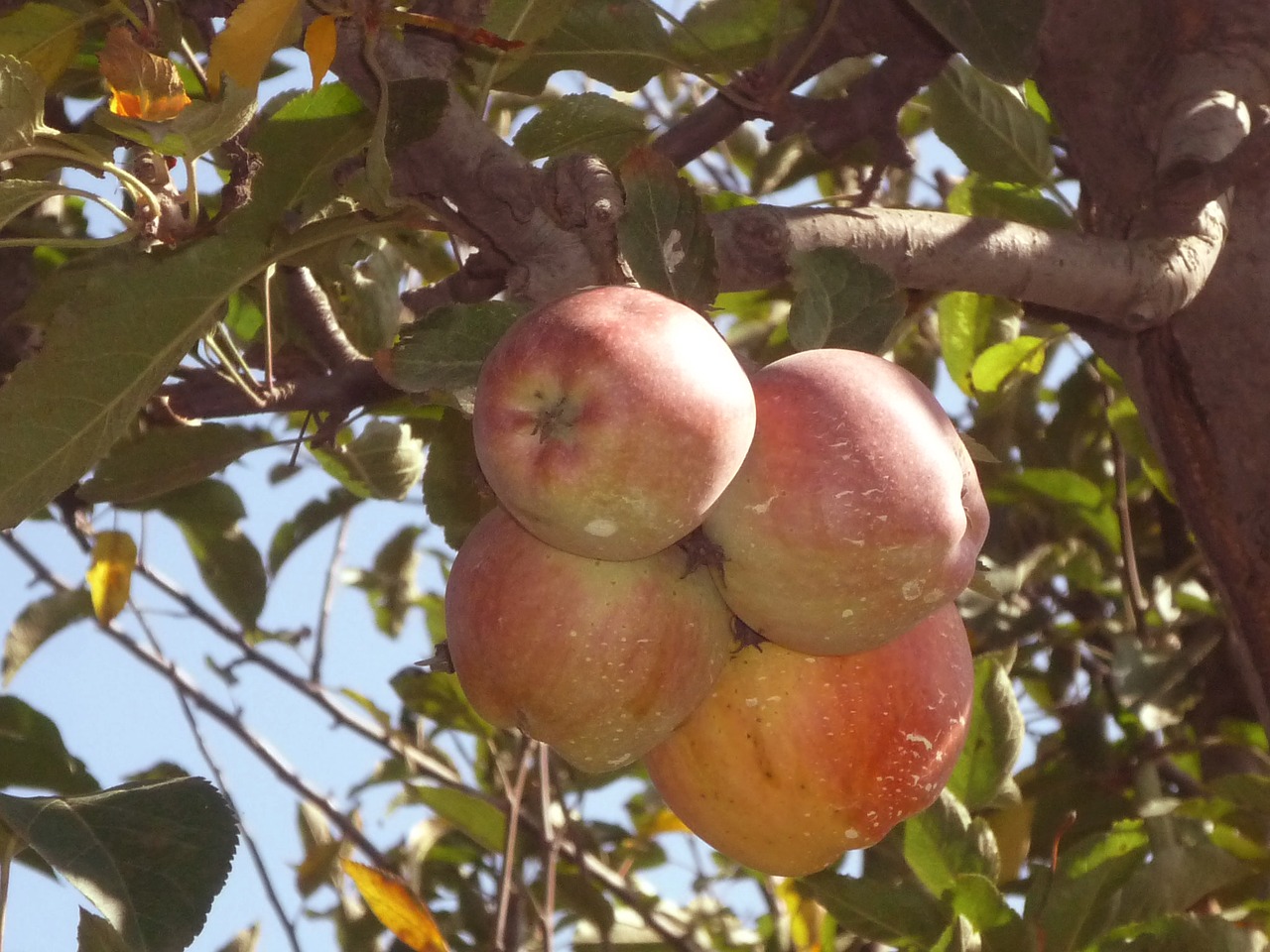 apples nature food free photo