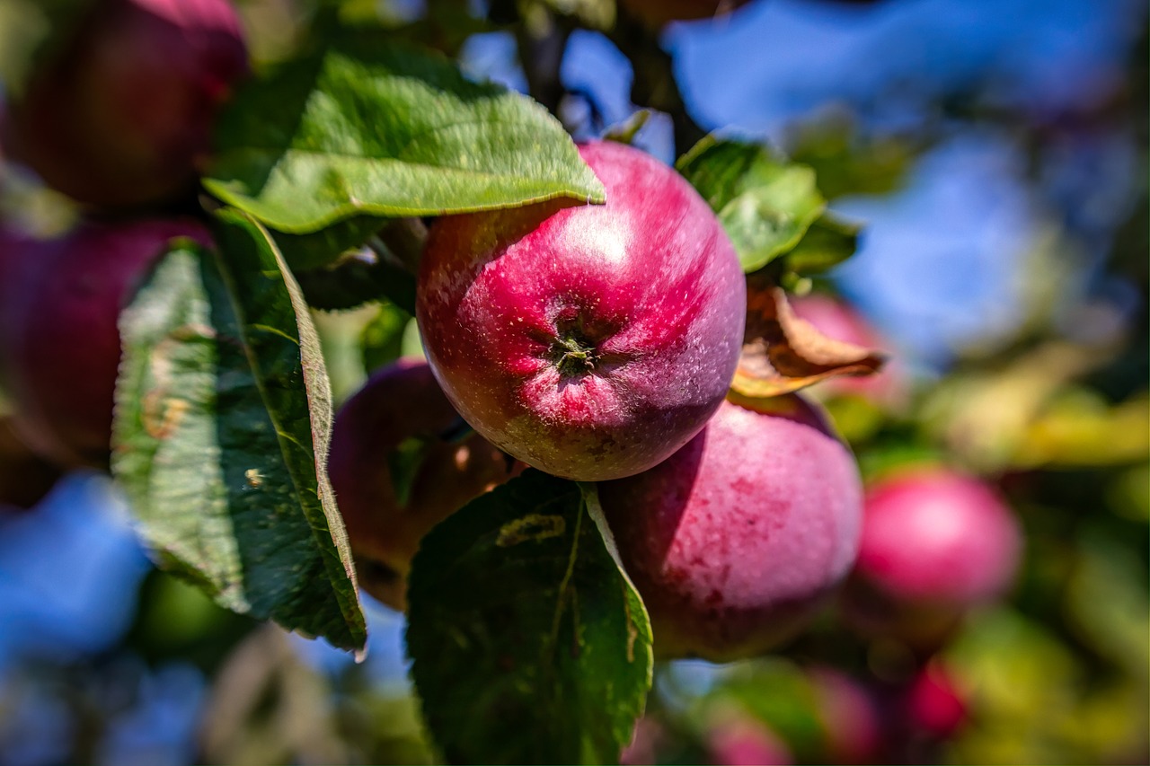 apples red tree free photo