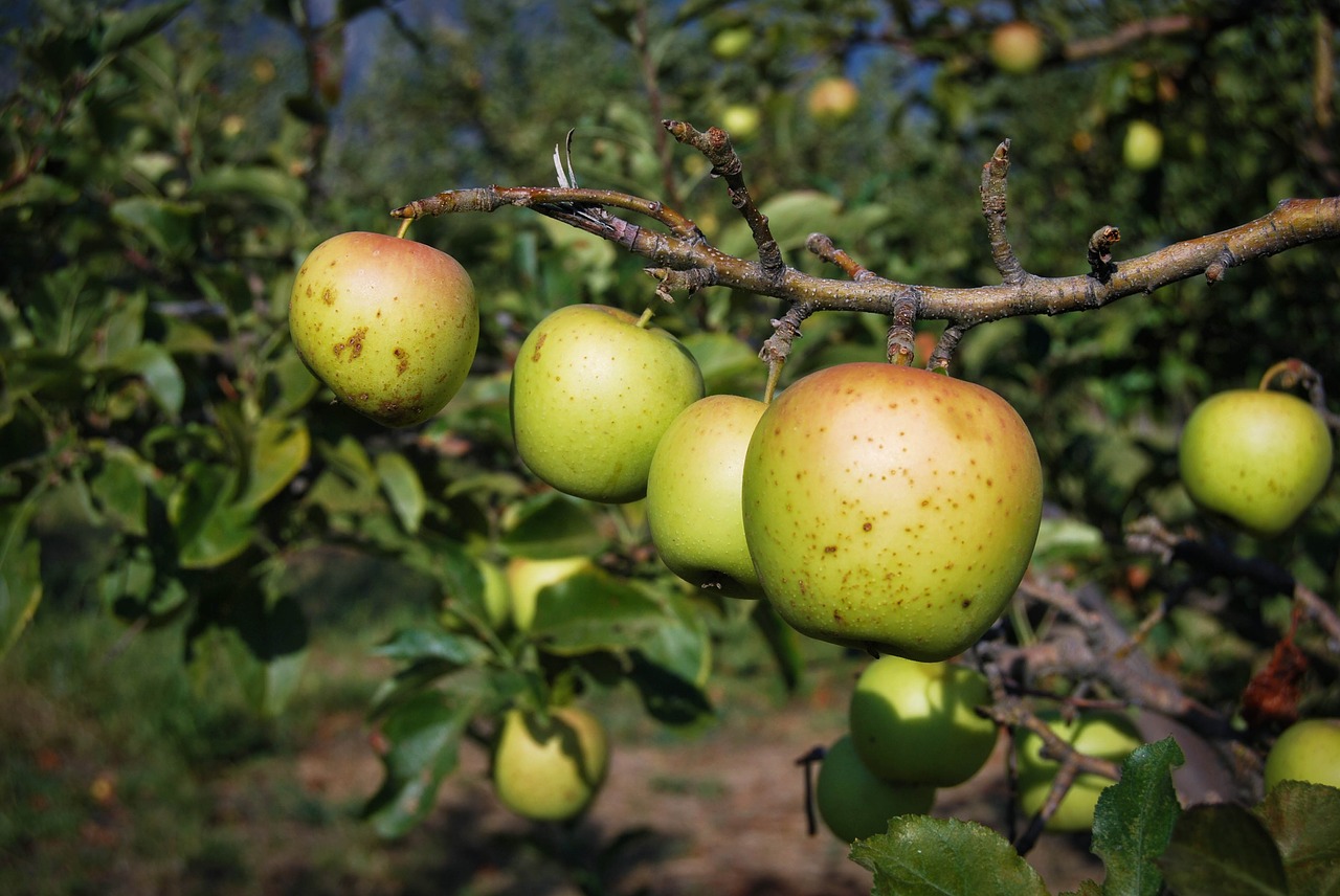 apples fruit organic free photo