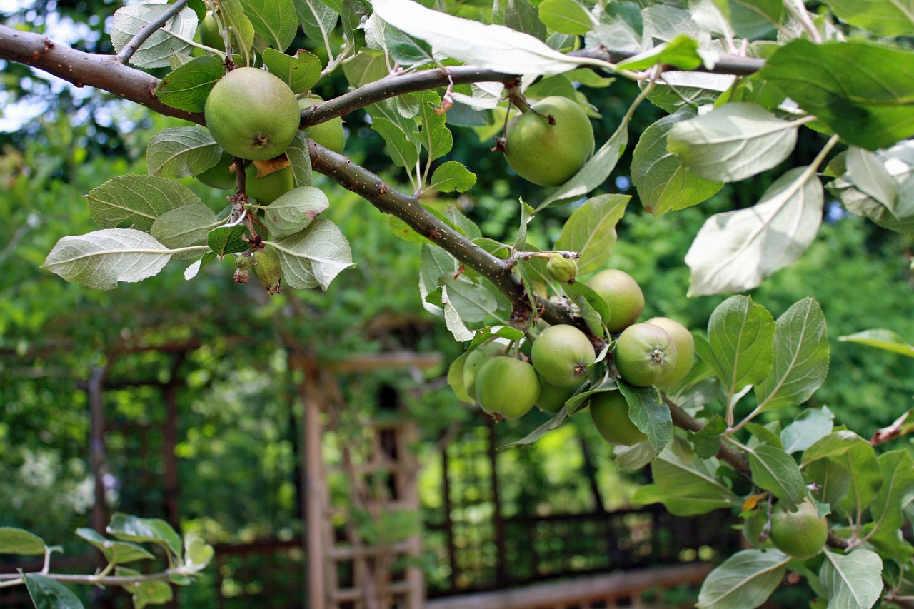 apples branch apple tree free photo