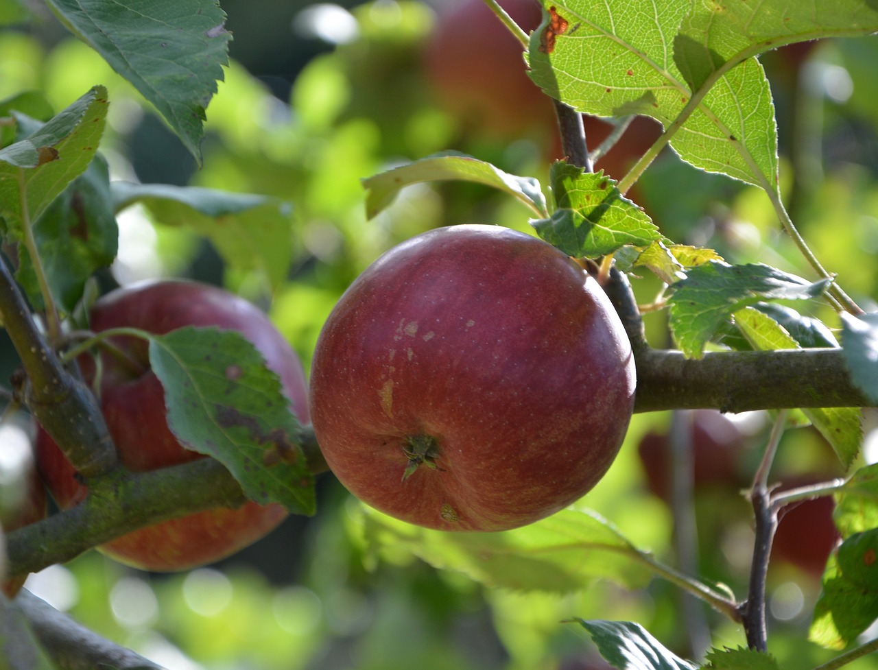 apples apple red apple free photo