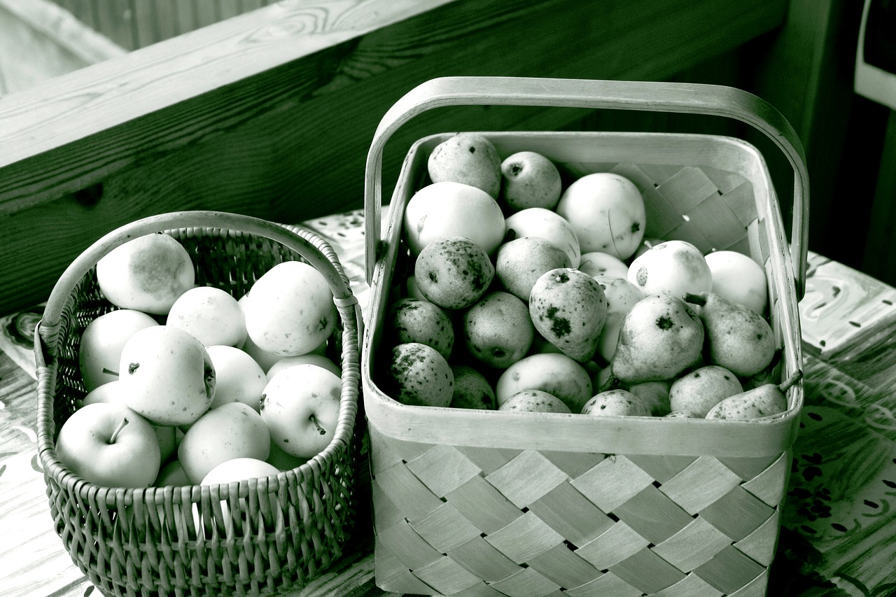 apples autumn black and white free photo