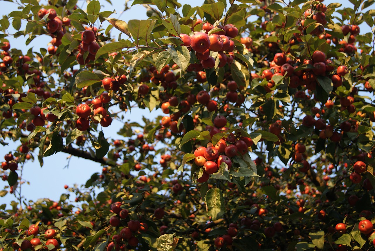 apples tree fruiting tree free photo