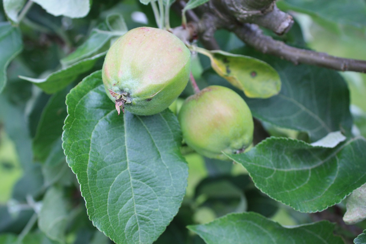 apples tree map free photo