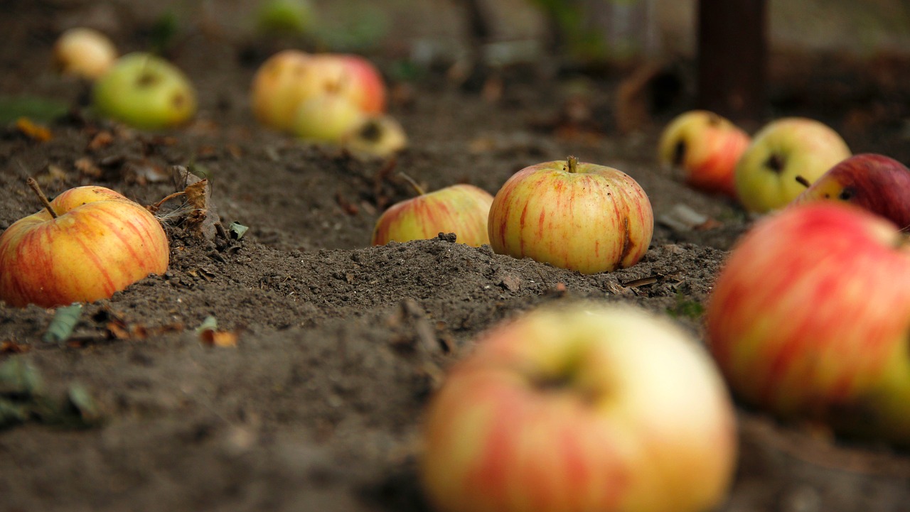 apples apple bio free photo