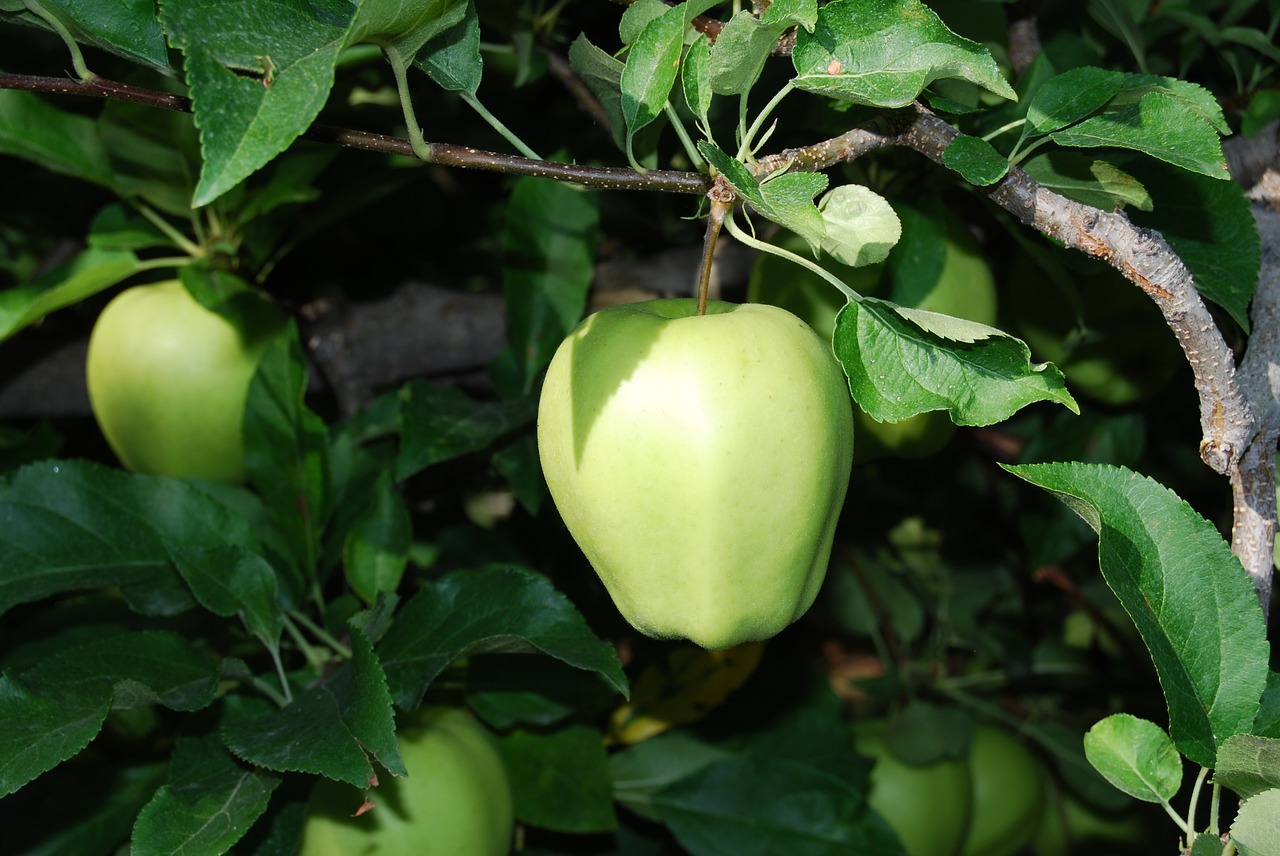 apples trees agriculture free photo