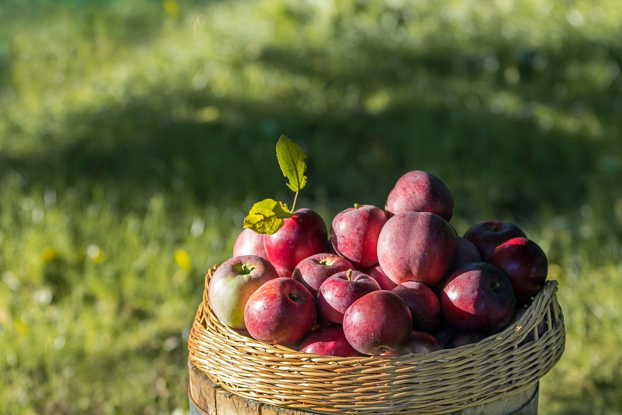 apples harvest autumn free photo