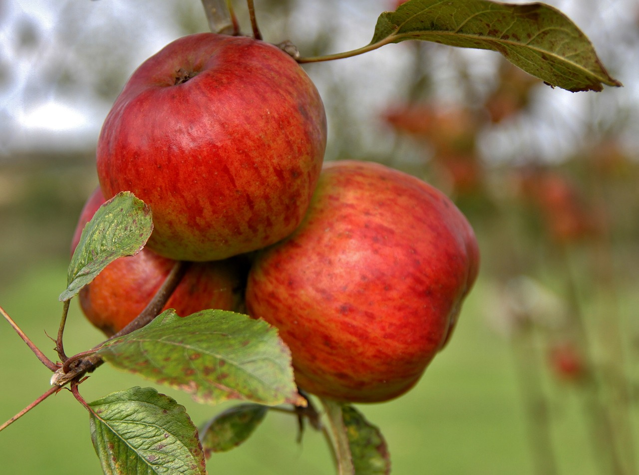 apples natural tree free photo