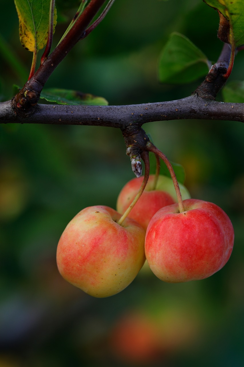 apples trio small free photo