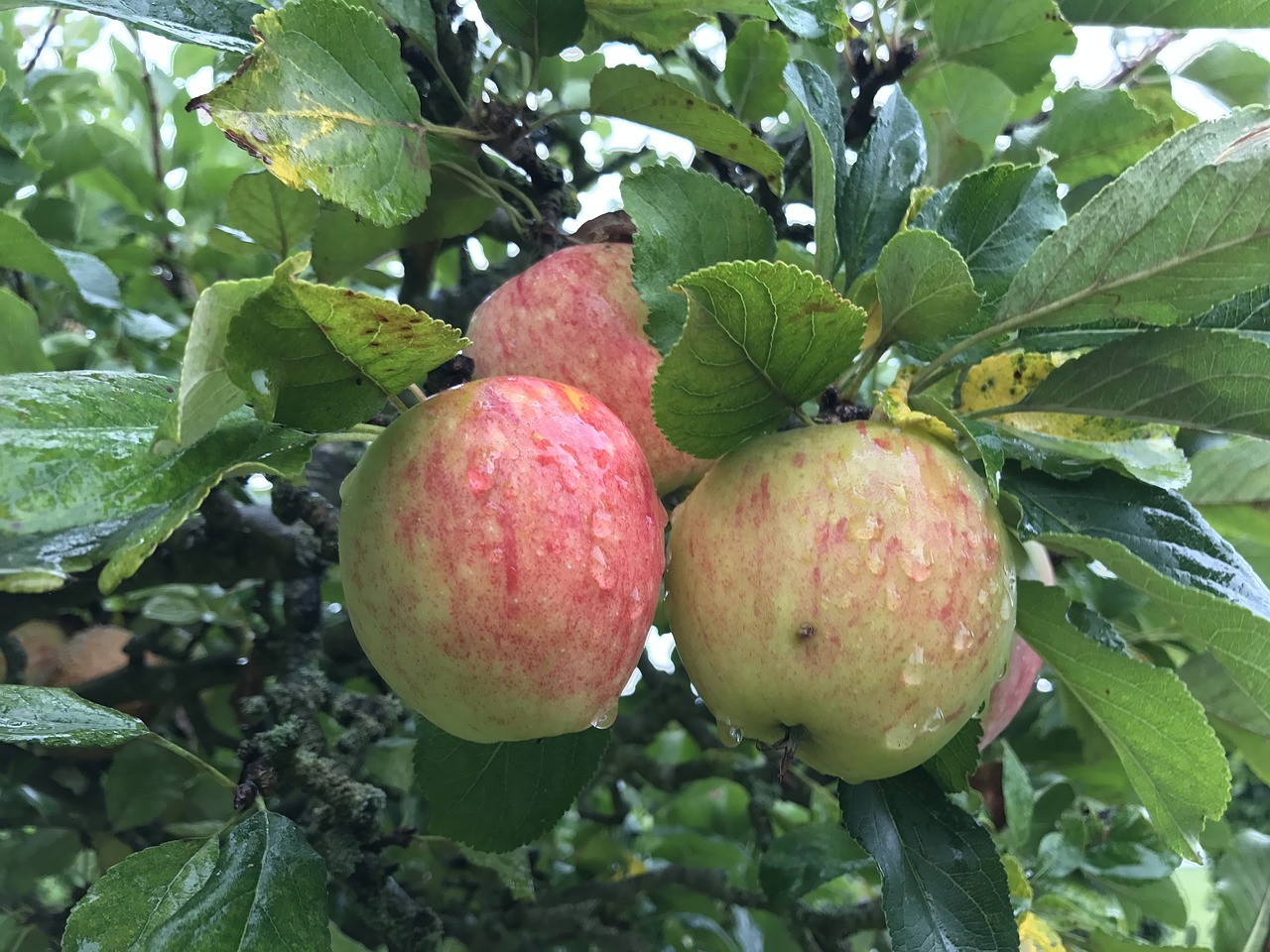 apples fruit apple tree free photo